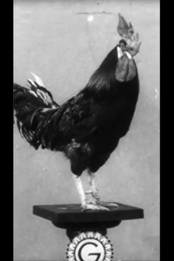 Le Coq dressΓ© de Cook et Rilly