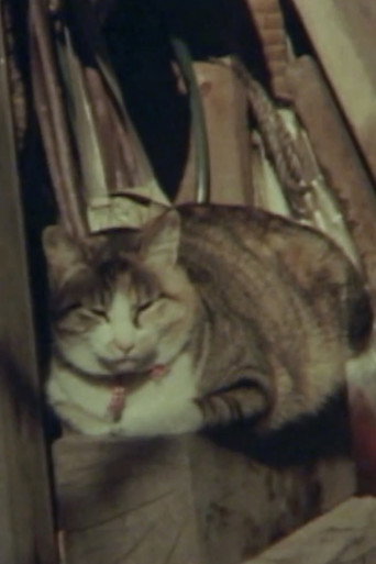 The Road to the University