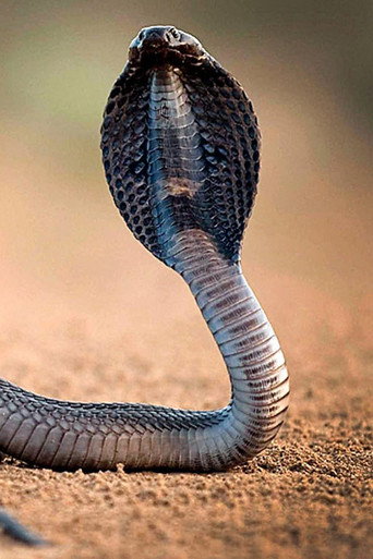 One Million Snake Bites