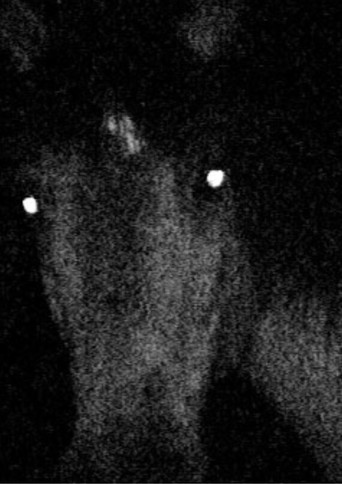 Voyage au pays des vampires