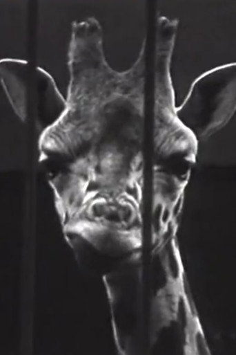 The Intellectual Afternoon