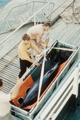 Visit (Dolphins Go Visiting)