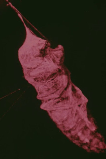 The Habits of Field Spiders