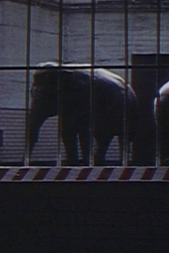 Elephants: Fragments in an Argument