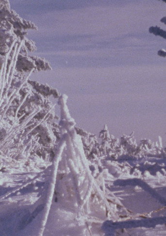 Roan Mountain Eulogy