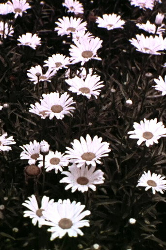 Spring Symphony