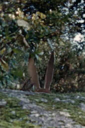 Un chasseur sachant chasser