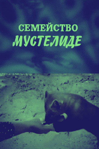 The Mustelidae Family