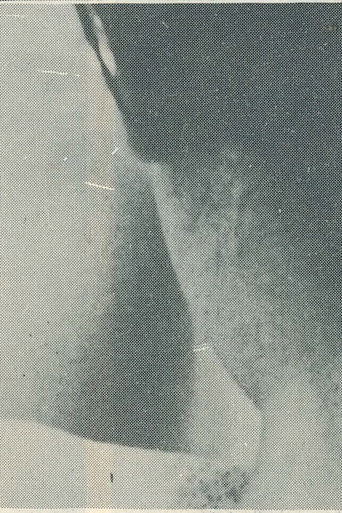 Getting Ready for the Festival