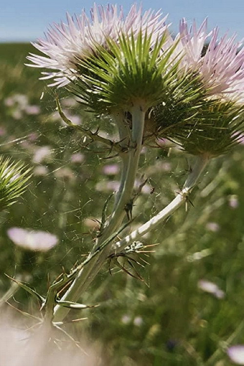 Fiori, Fiori, Fiori! Poster