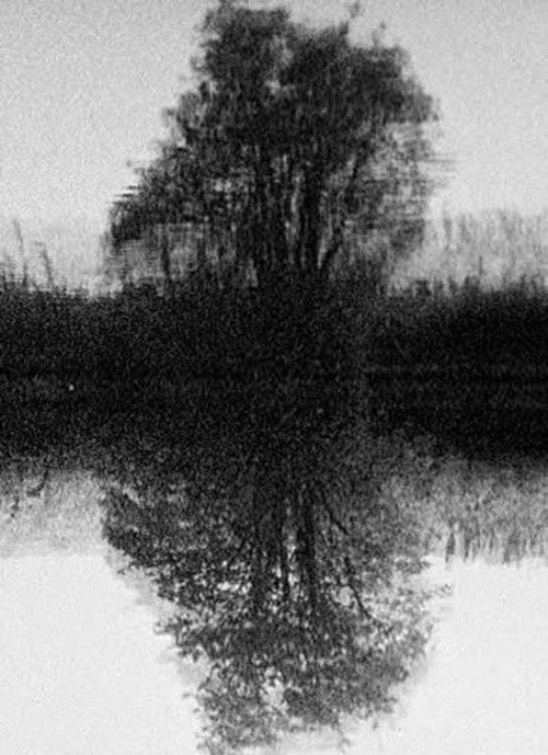Tree Reflection Poster