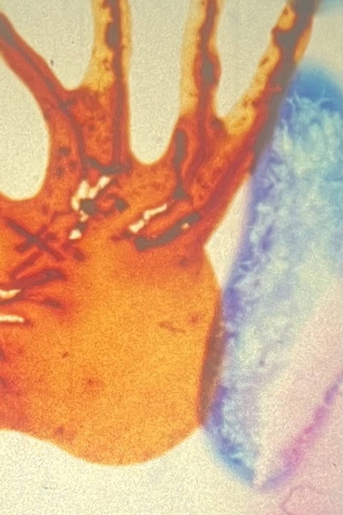 Hidden Hearts of Fish Poster