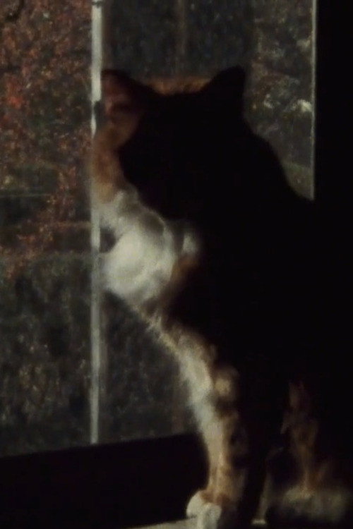 Five Year Diary, Reel 5: Mourning (January 23–30, 1982) Poster