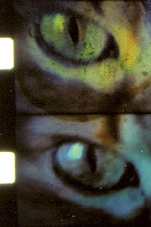 Wild Eye Poster