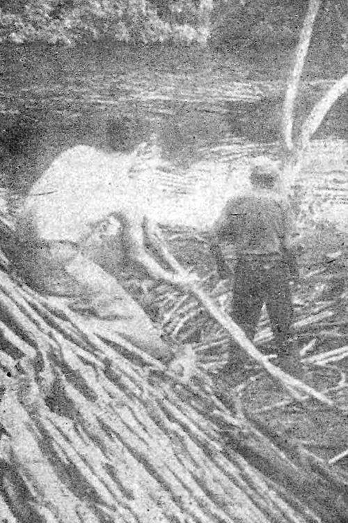 Tierra Olvidada Poster