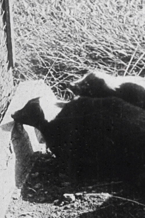 A Long Island Skunk Farm Poster