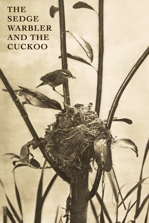 The Sedge Warbler and the Cuckoo Poster