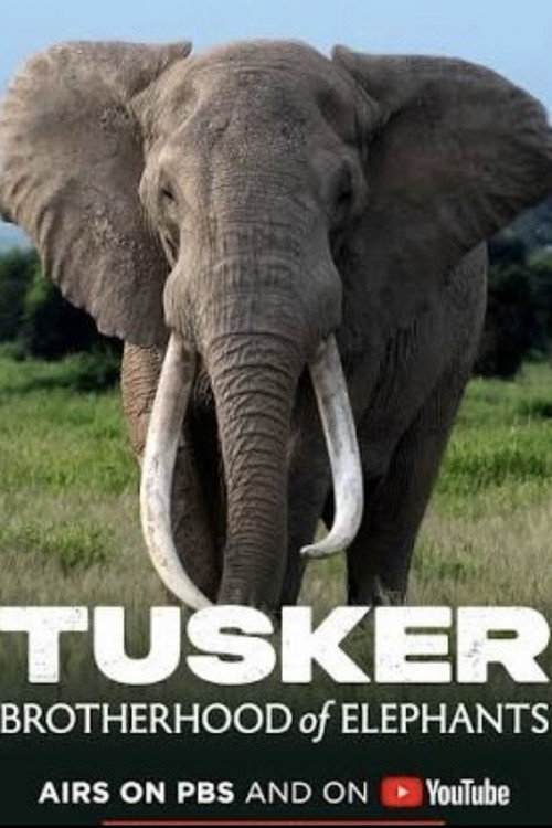 Tusker: Brotherhood of Elephants Poster