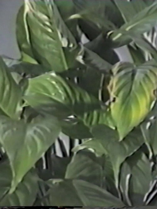 Table in September, or Part of an Incident Poster