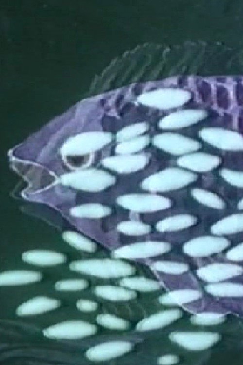 Hidden Spring Poster