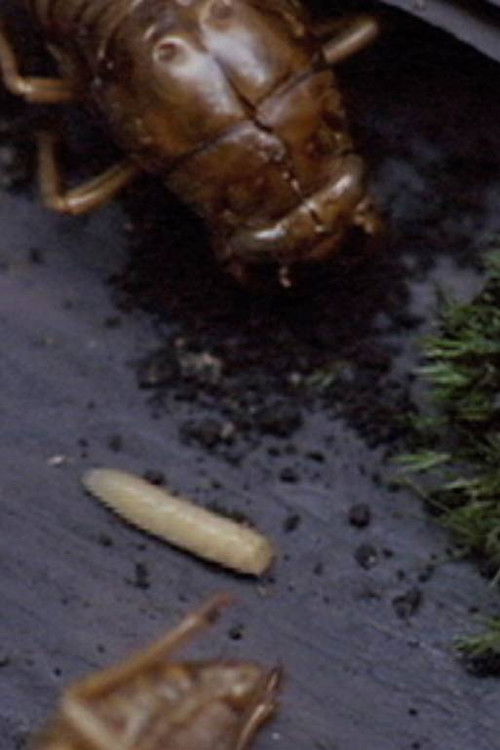 A Story Constructed of 17 Pieces of Space and 1 Maggot Poster