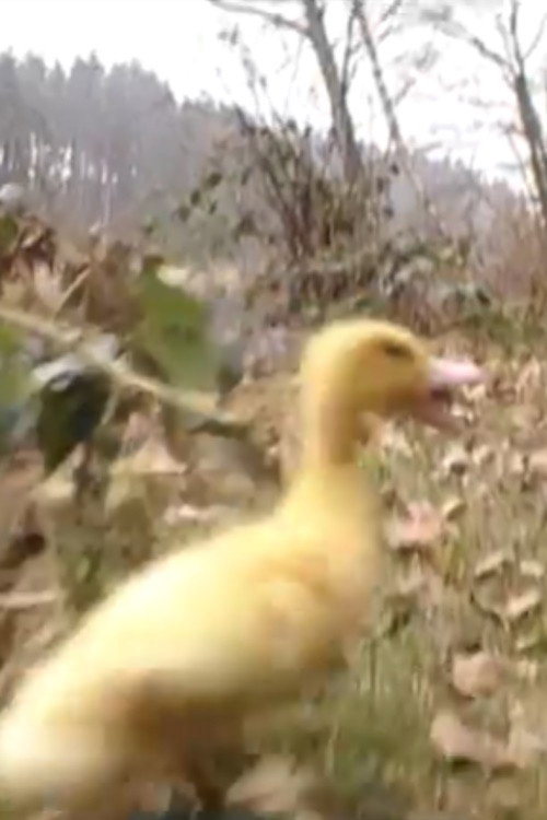 La Terre n'est pas une poubelle Poster