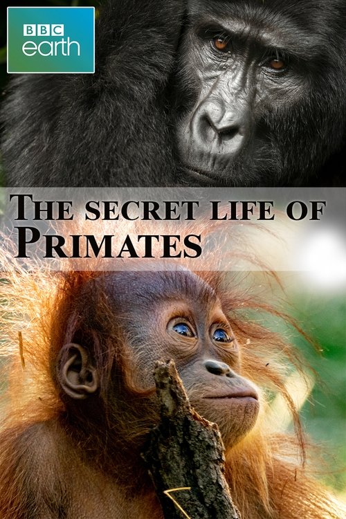 The secret life of Primates Poster