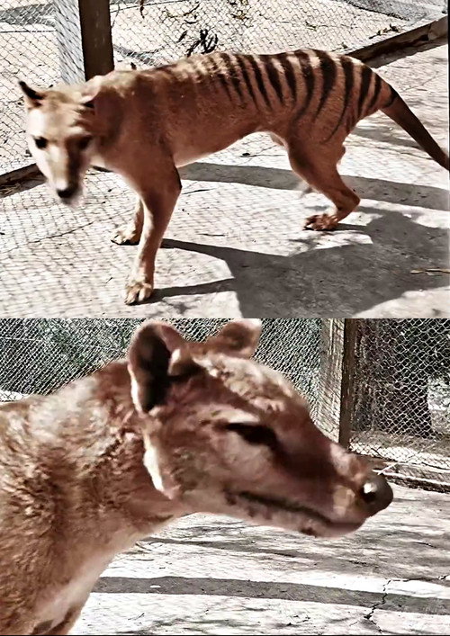 Tasmanian Tiger in Colour Poster