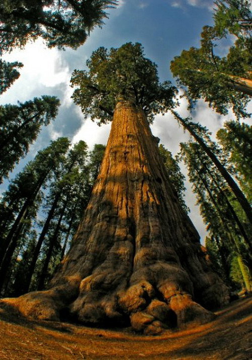 Redwoods: Anatomy of a Giant Poster