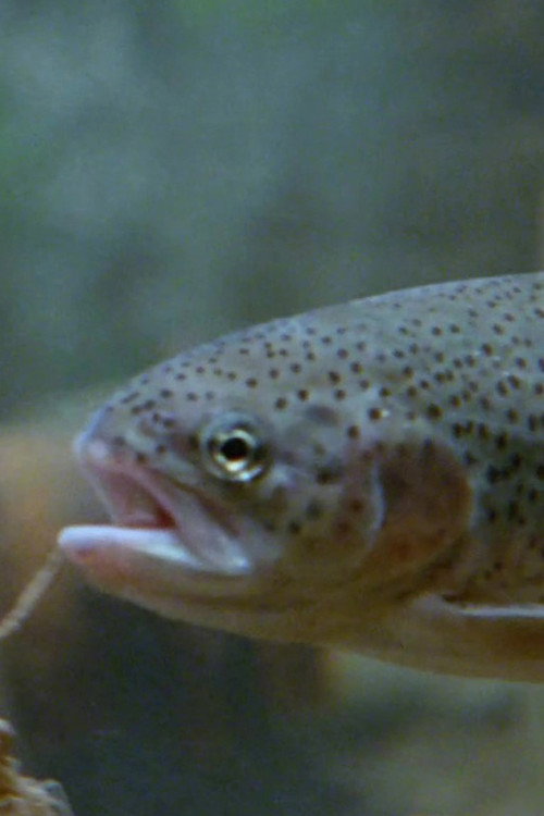 Water, Water, Everywhere ... Poster