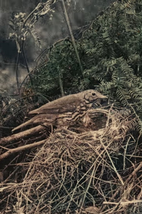 Wild Birds in Their Haunts Poster