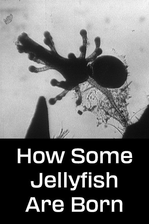 How Some Jellyfish Are Born Poster
