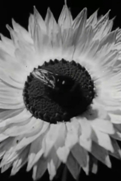 Floral Co-operative Societies Poster