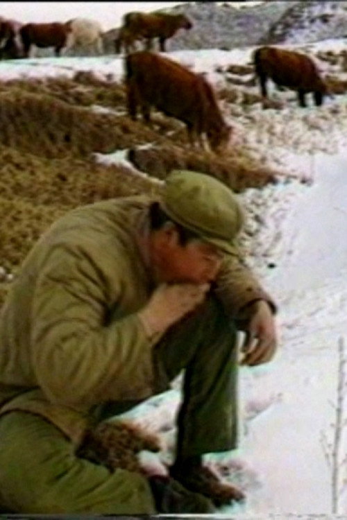 The Cattle Herdsman Poster