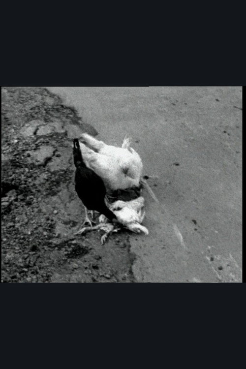 The Delmarva Chicken of Tomorrow Poster