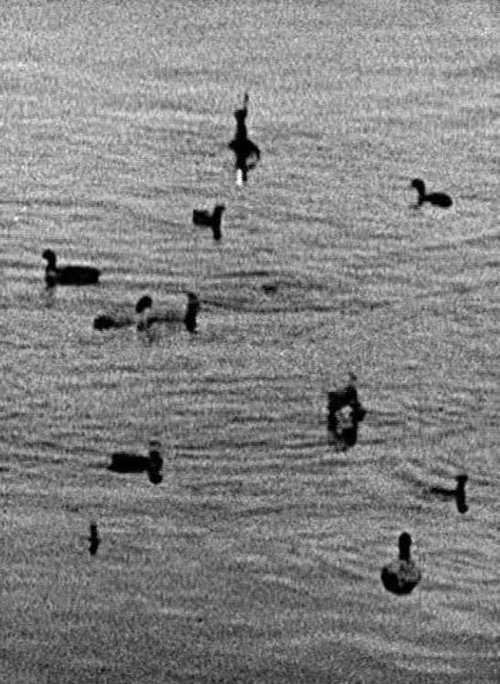 Coots Poster