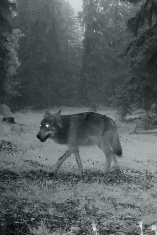 Le dernier loup Poster