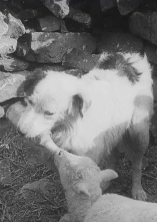 Sheep Dog Poster