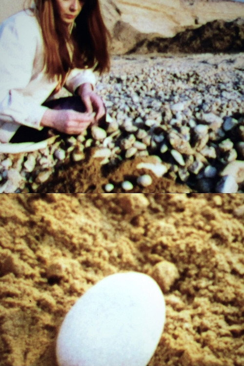 From One To Four Pebbles Poster