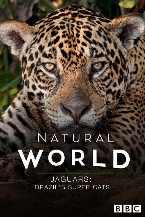 Jaguars: Brazil's Super Cats Poster