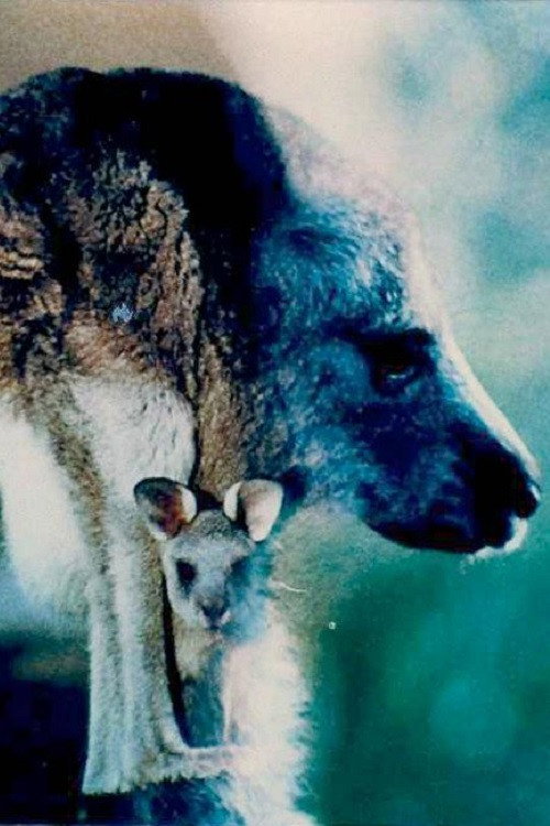 Australian Bush Poster