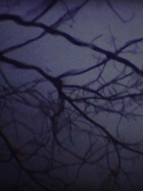 The Luminous Undergrowth Poster