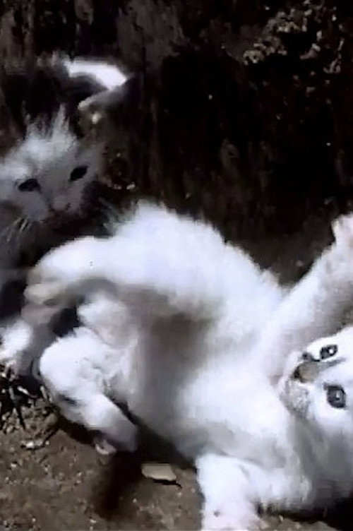 It's a Cat's Life Poster