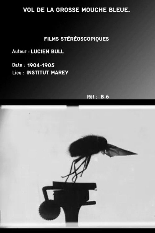 Flight of the Large Blue Fly Poster