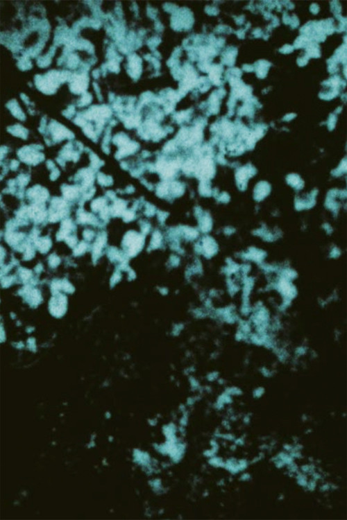 Don't Move Poster