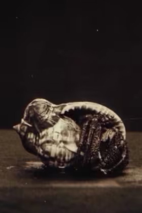 La vita negli abissi del mare: Pesci Poster