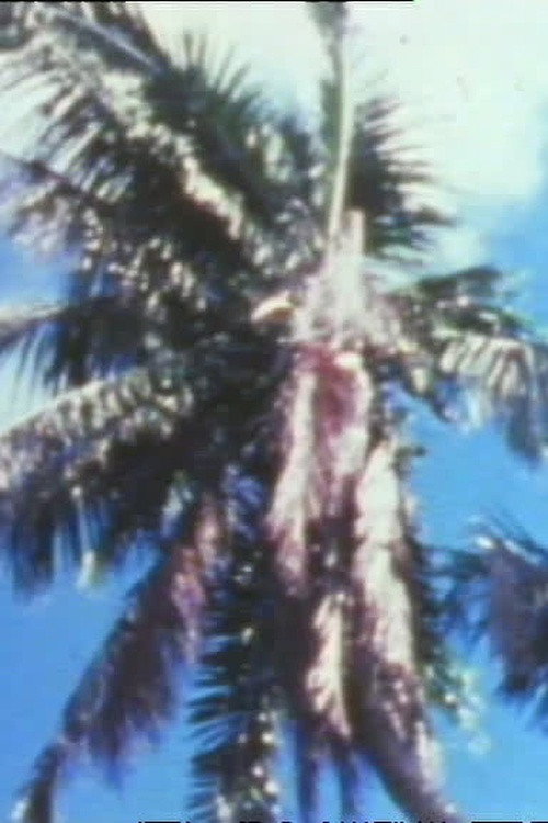 Les hommes et les cocotiers de Coëtivy Poster