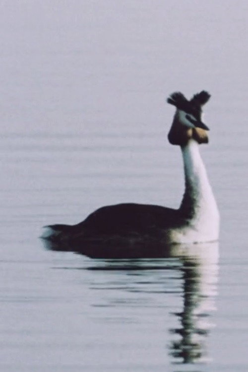 Ühe armastuse lugu Poster