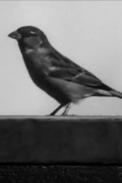 Sally the Sparrow Poster