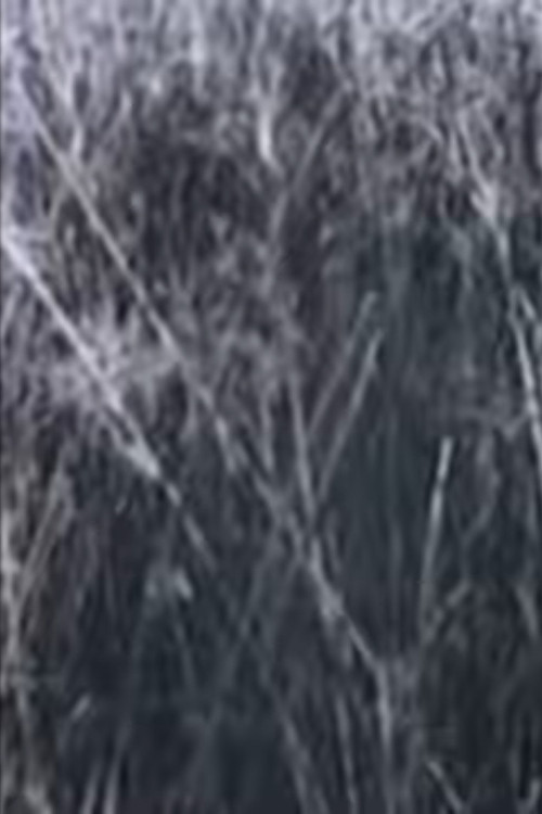 Return to the Sedge Fields Poster